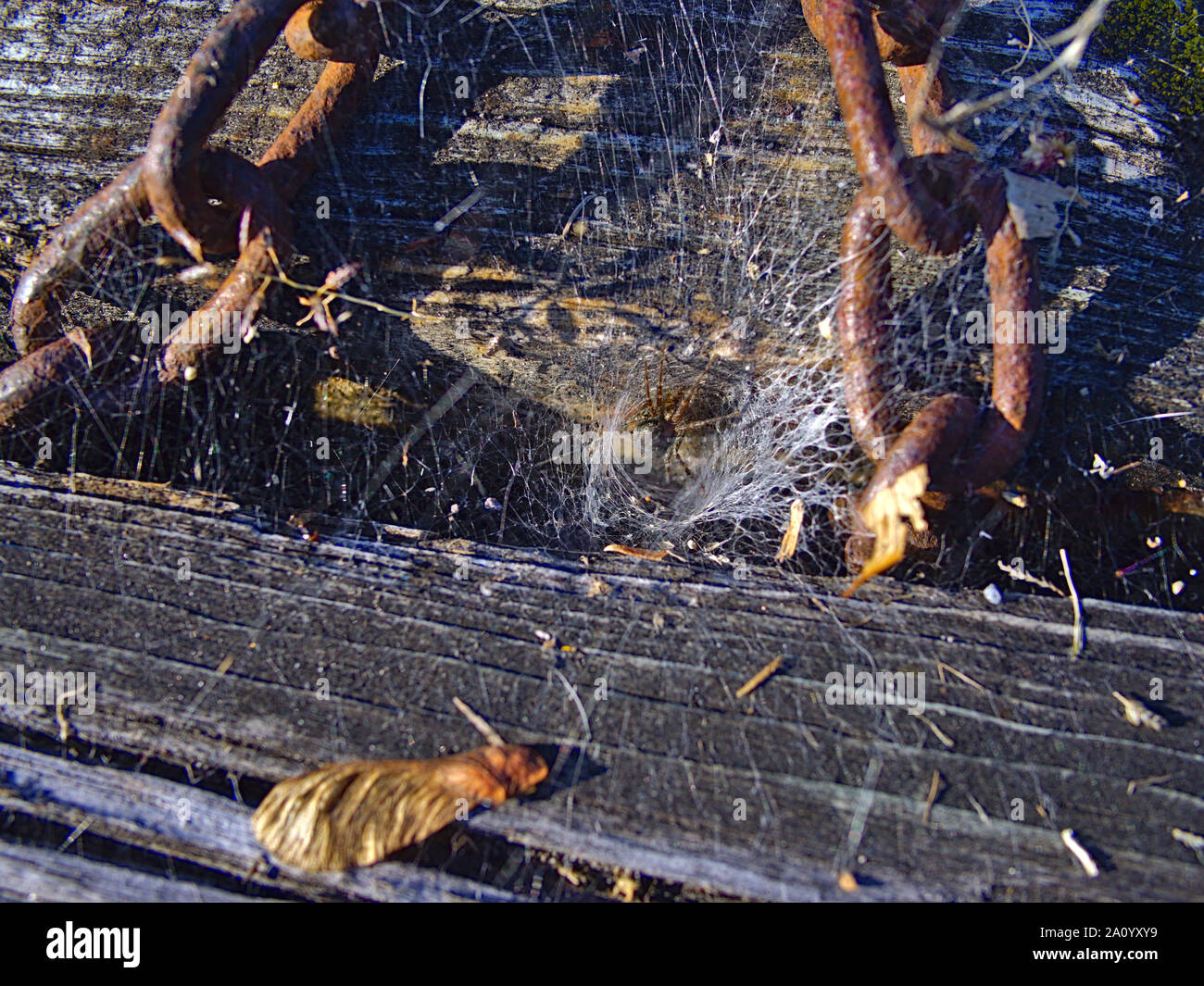 Grass spider (Agelenopsis spp.) just visible at the funnel entrance to its web between chains and wooden decking, Dow's Lake, Ottawa, Ontario, Canada. Stock Photo
