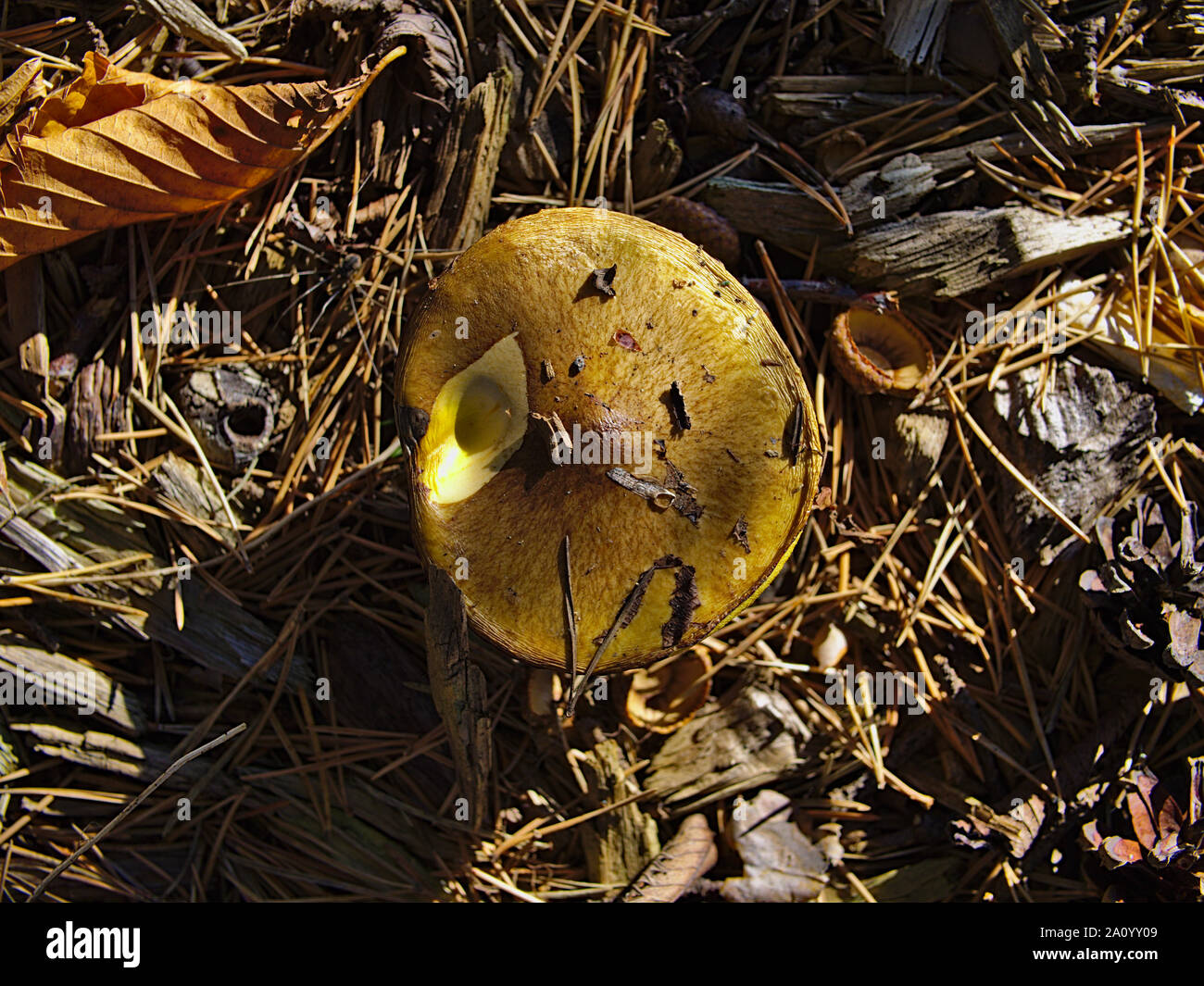 Top down shot of a Slippery Jack mushroom (Suillus luteus) under a pine