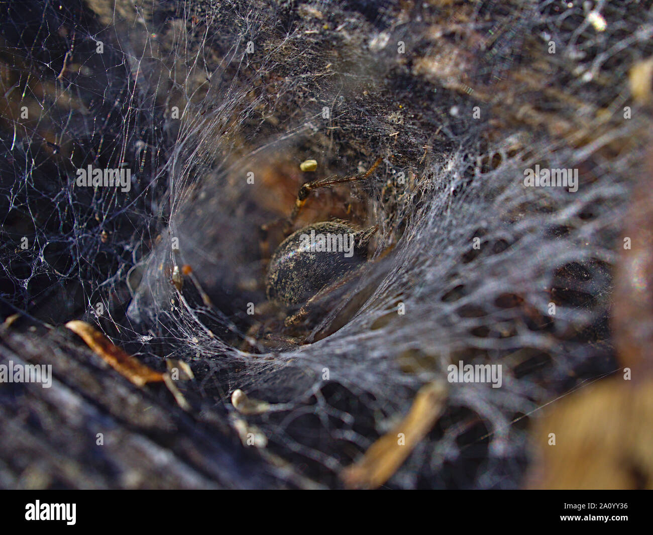 Plump opisthosoma (abdomen) of a grass spider (Agelenopsis spp.) disappearing into its funnel web. Stock Photo