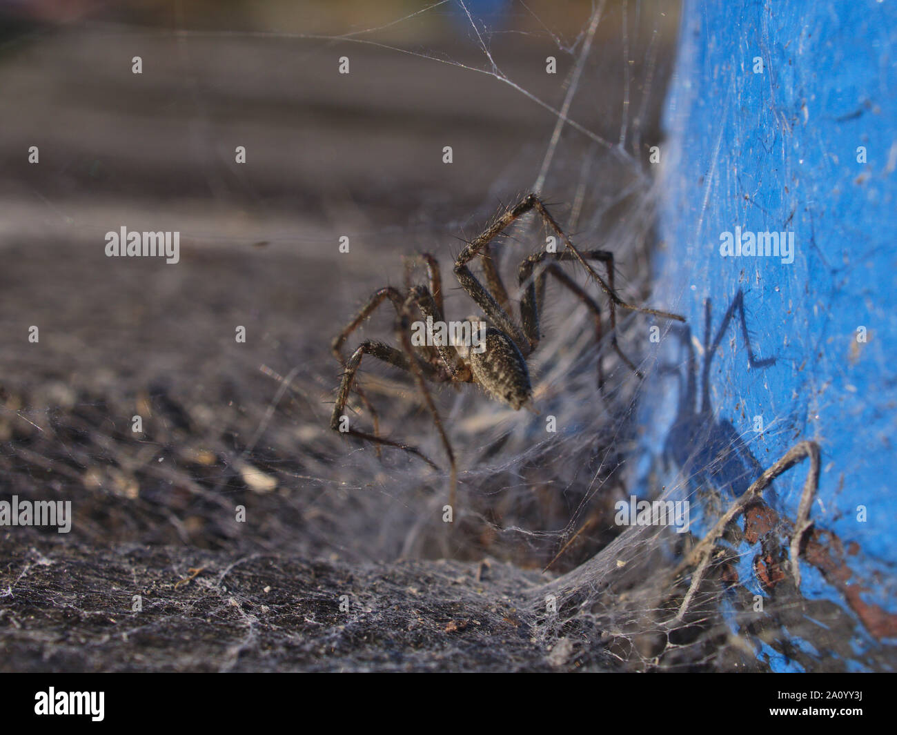 Rear view of a grass spider (Agelenopsis spp.) sunning itself on its web, early morning, on the dock at Dow's Lake, Ottawa, Ontario, Canada. Stock Photo