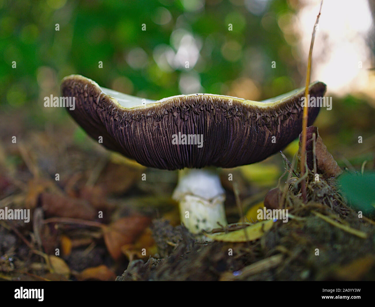 Mushrooms proliferating during a warm, wet, late Summer, Ottawa, Ontario, Canada. Wood Mushroom (Agaricus silvicola) fruit body in full splendour. Stock Photo