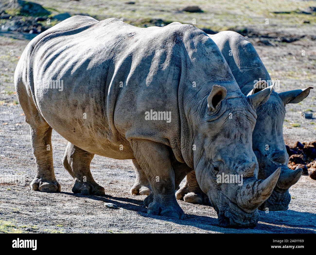 Southern White Rhinoceros Stock Photo