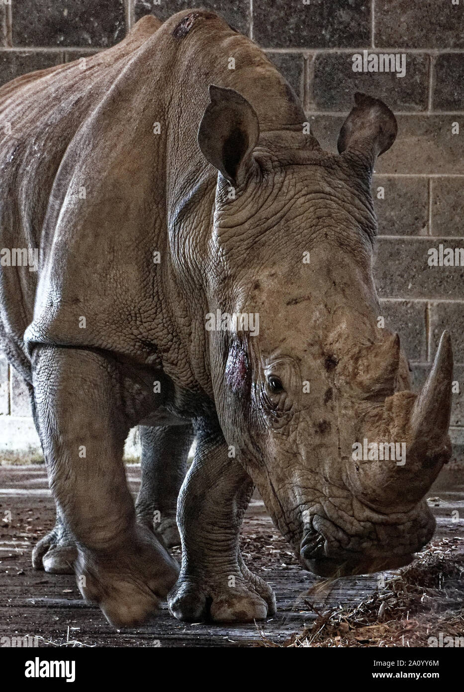 Male Southern White Rhinoceros Stock Photo