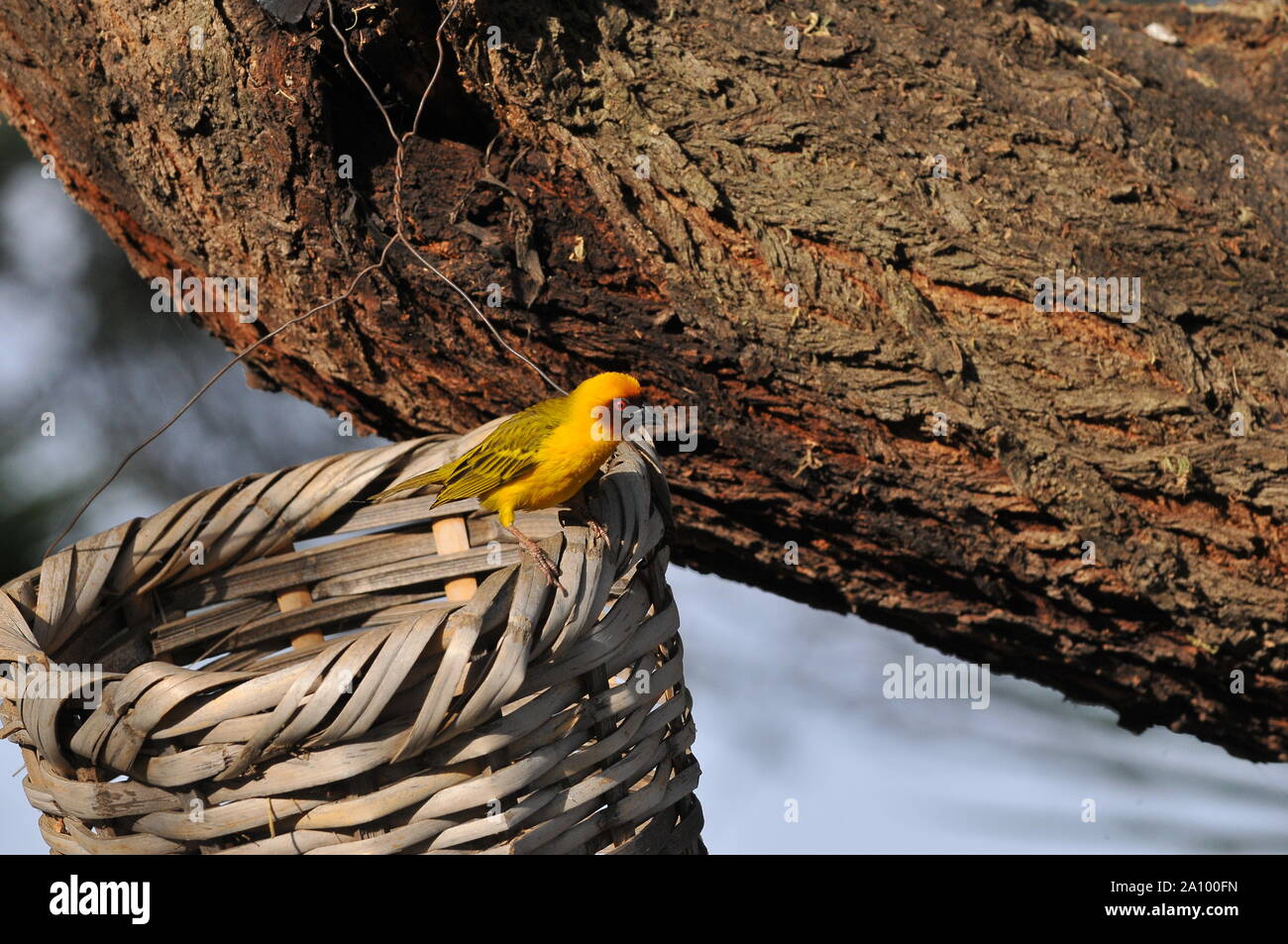 Little bird on a basket Stock Photo Alamy