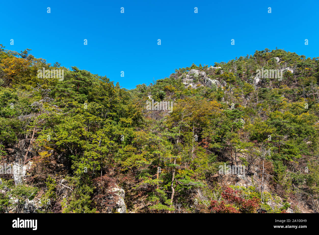 Mitake Shosenkyo Gorge Autumn foliage scenery view in sunny day. Beauty landscapes of magnificent fall colours. A popular tourist attractions in Kofu Stock Photo