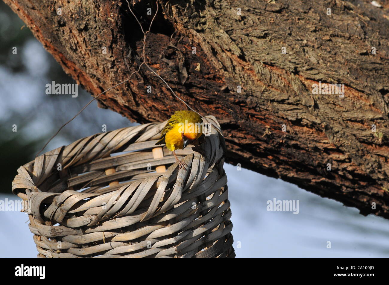 Little bird on a basket Stock Photo Alamy