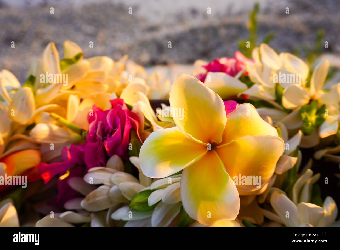 Close-up of a lei of tropical exotic flowers above a sandy beach in French Polynesia in the South Pacific Stock Photo