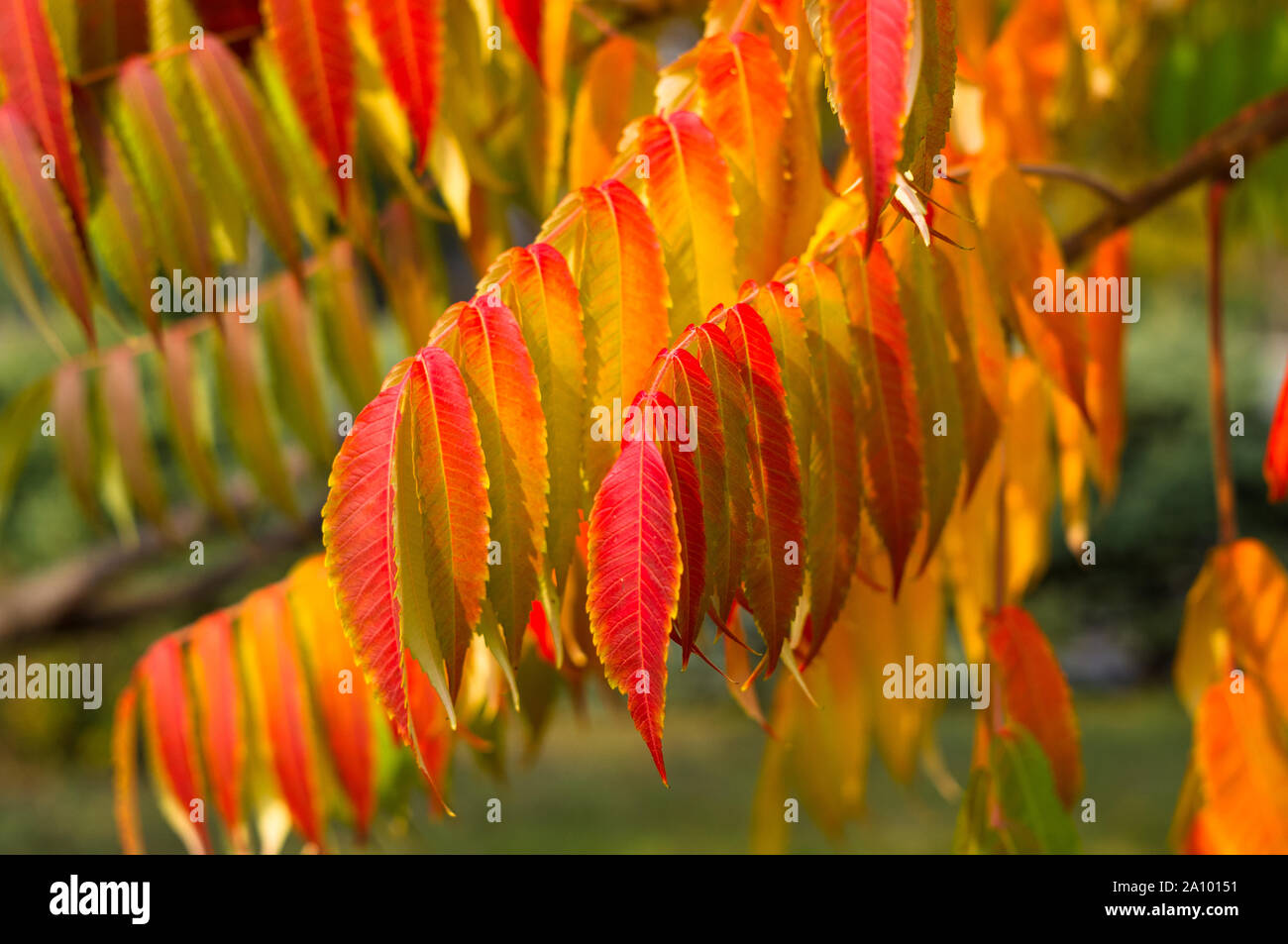 Autumn red and yellow colors of the Rhus typhina, Staghorn sumac