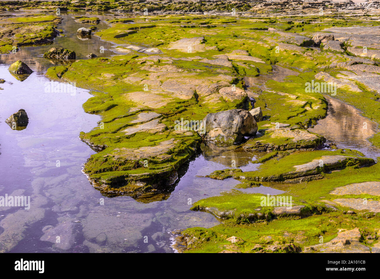 Exploring the tide pools at Crystal Cove SP Stock Photo Alamy