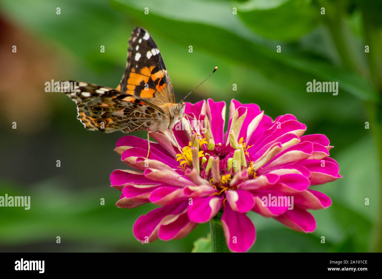 Painted Lady butterfly on Zinnia blossom Stock Photo