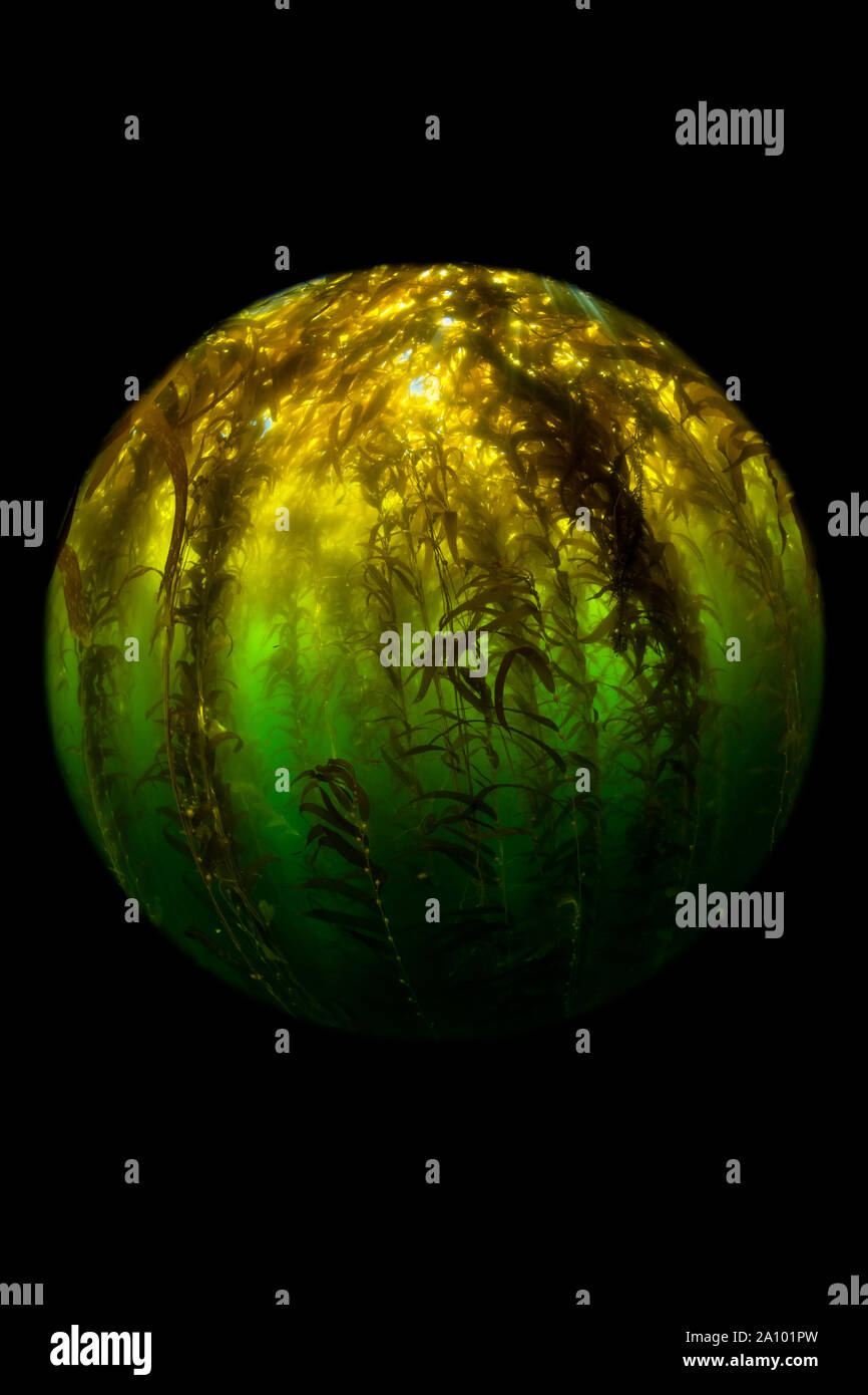 Sunrays burst through the canopy of a thick kelp forest in California's Channel Islands. Stock Photo