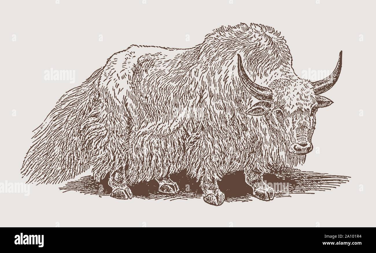 Bulky and shaggy wild yak (bos mutus). Illustration after an engraving from the 19th century Stock Vector