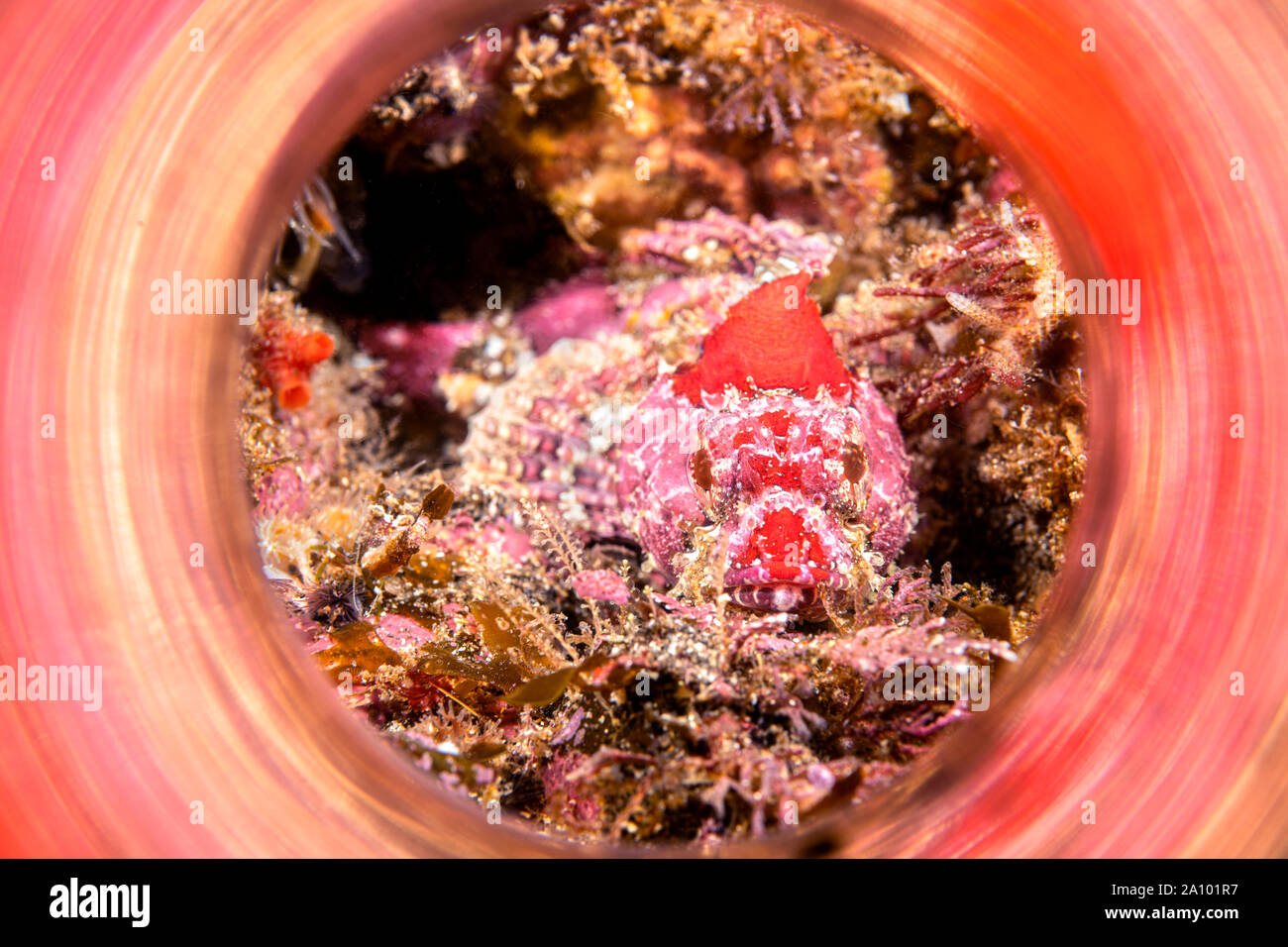 A red mottled coralline sculpin, approximately 3 inches in length, rests motionless on a California Channel Islands reef and is framed by a reflective Stock Photo