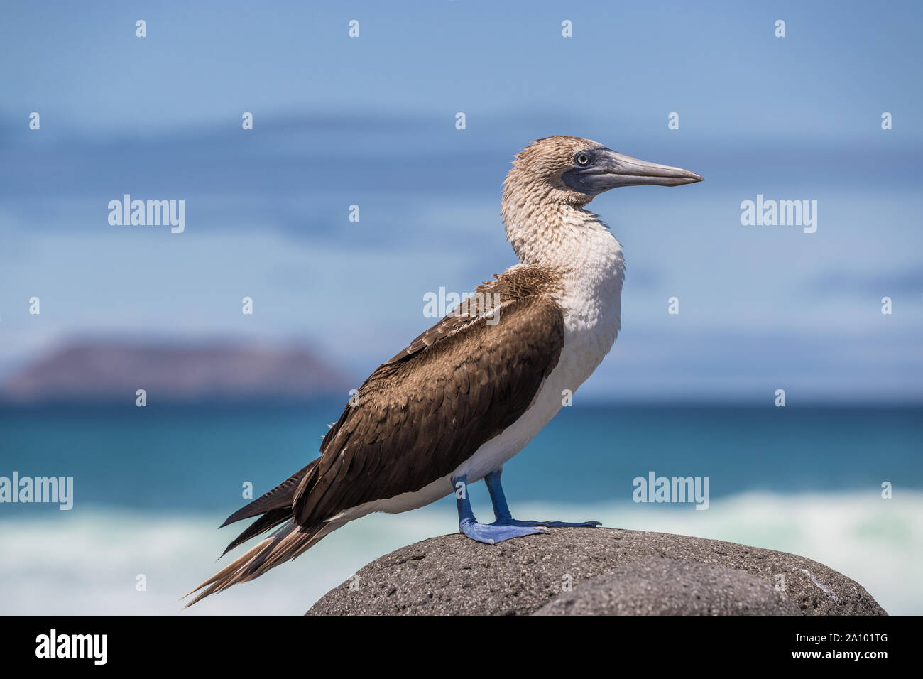 Galapagos Blue footed Booby - Iconic and famous galapagos animals and wildlife. Blue-footed boobies are native to the Galapagos Islands, Ecuador, South America. Stock Photo
