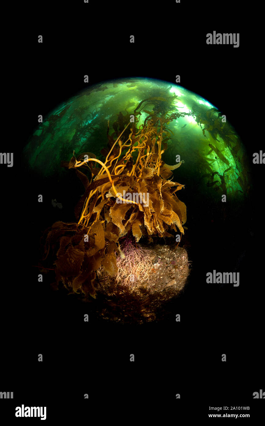 Controlled light illuminates a small area of kelp, highlighting the beauty of a dark forest of algae in California's Channel Islands. Stock Photo