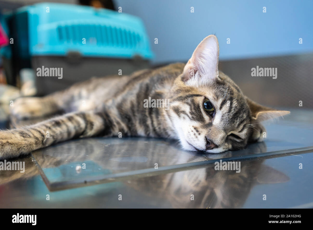 Sedated cat examined by a veterinarian on a examination table Stock ...