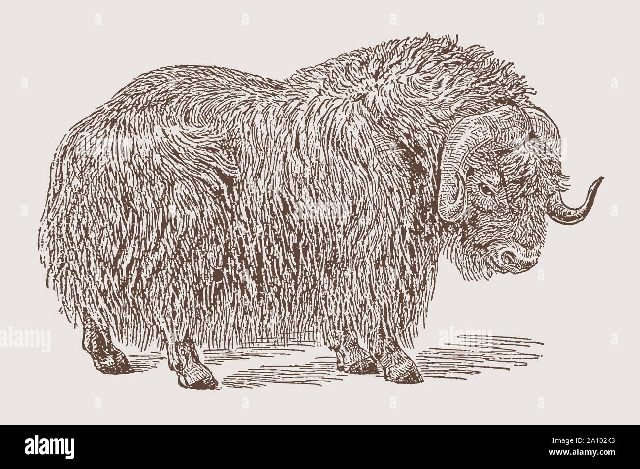 Shaggy musk ox (ovibos moschatus) in side view. Illustration after an engraving from the 19th century Stock Vector
