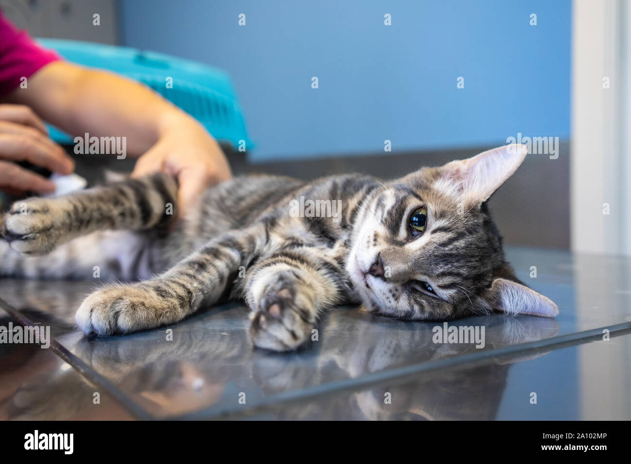 Sedated cat examined by a veterinarian on a examination table Stock Photo