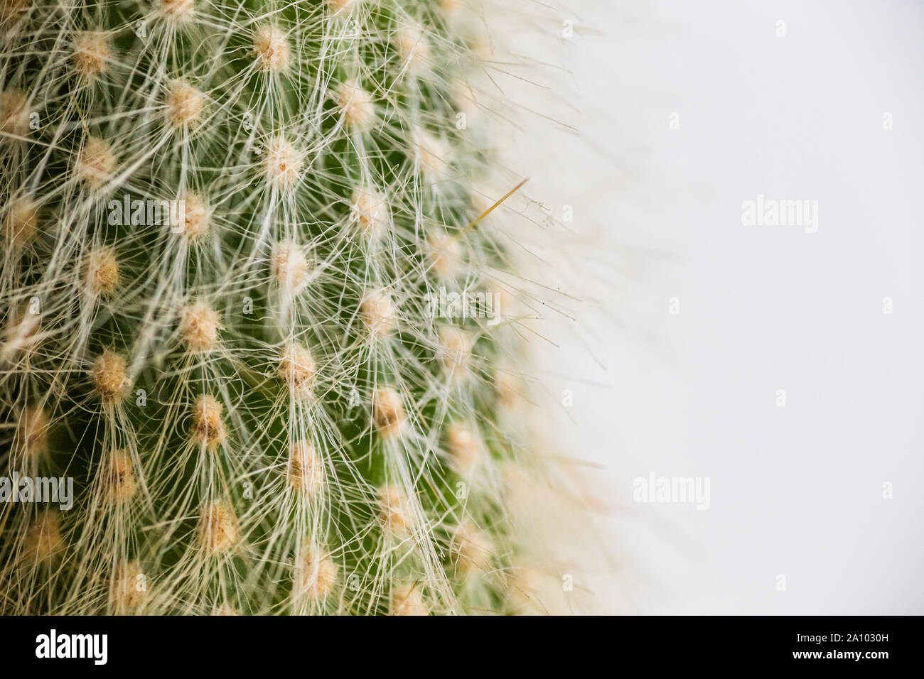 Cactus with Soft long white fluffy needles. Beautiful cactus close-up.  Thick long cactus with bright white needles. Fluffy needles Stock Photo -  Alamy