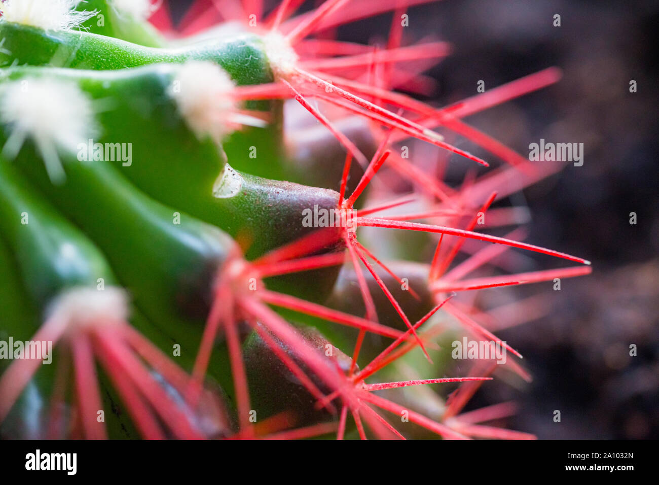 Coral red needles of a cactus. Desert Barrel Cactus close-up. New white ...