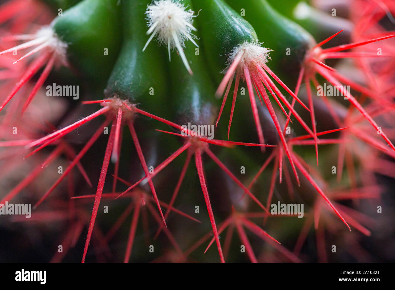 Coral red needles of a cactus. Desert Barrel Cactus close-up. New white ...