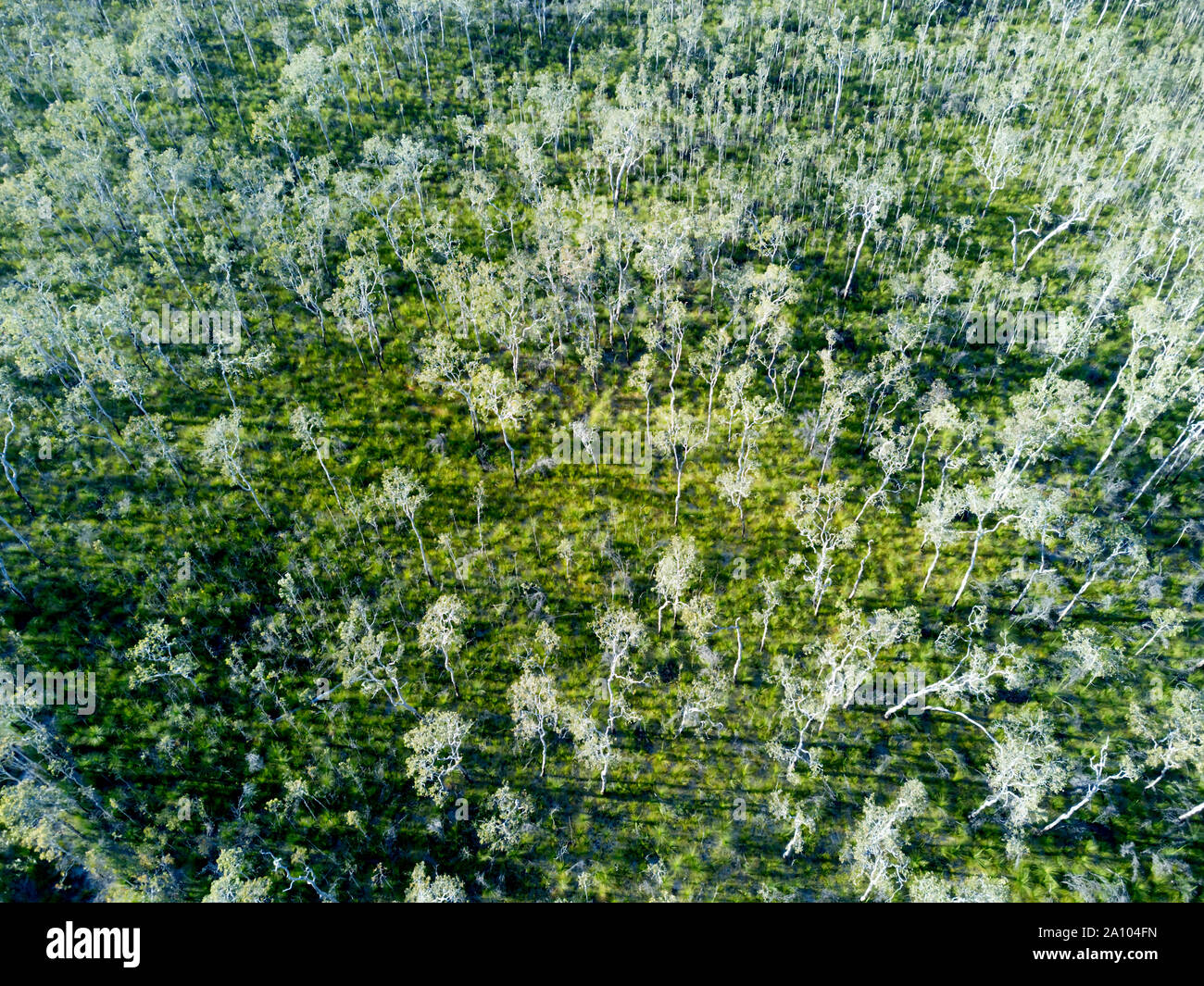 Aerial of Paperbark forest and blue gum woodlands growing in the Poona National Park in its