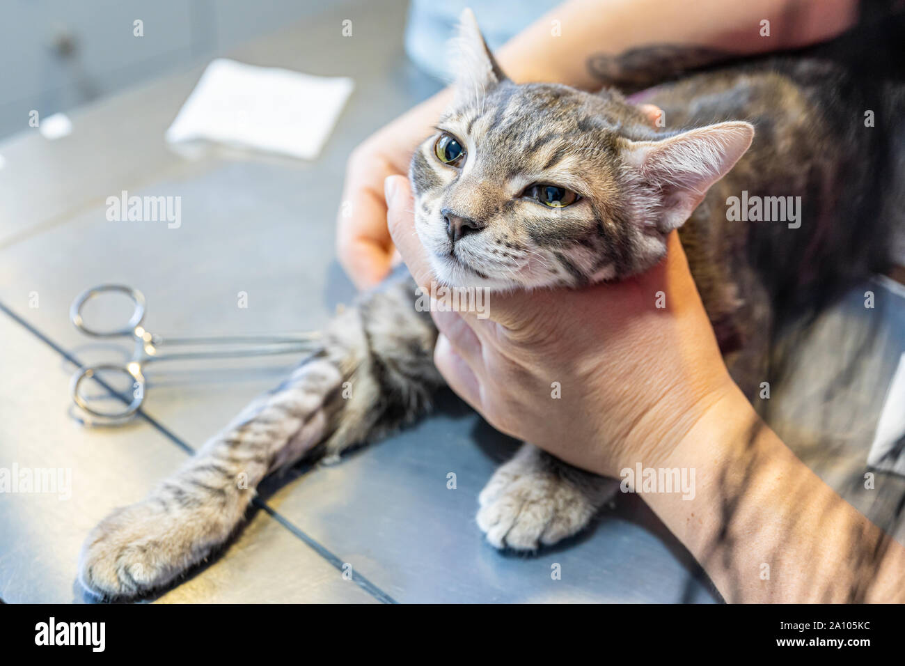 Sedated cat held by a vet nurse while a veterinarian draws blood with a