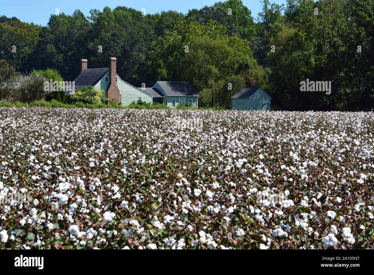 Cotton field in north carolina hires stock photography and images Alamy