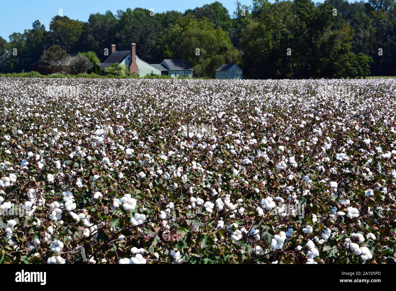 Cotton field in north carolina hires stock photography and images Alamy