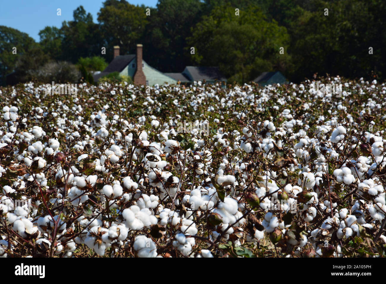 Cotton field in north carolina hires stock photography and images Alamy