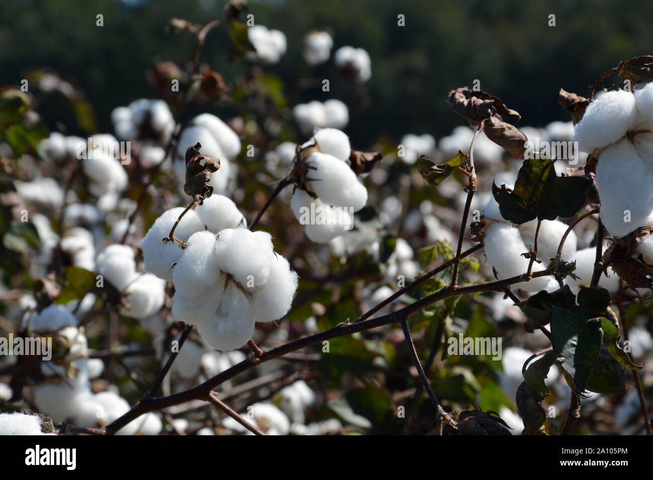 Cotton field in north carolina hires stock photography and images Alamy