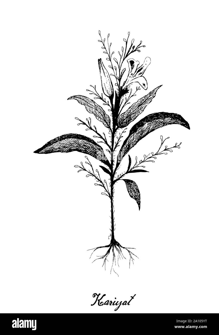 Vegetable and Herb, Hand Drawn Illustration of Kariyat or Andrographis Paniculata Plants. Ayurveda Herbal Medicine Used to Treat Infections and Some D Stock Vector