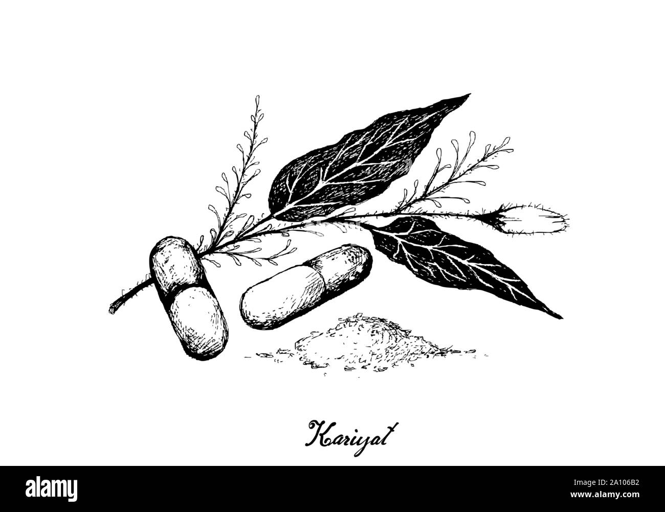 Vegetable and Herb, Hand Drawn Illustration of Kariyat or Andrographis Paniculata Plants with Pill. Ayurveda Herbal Medicine Used to Treat Infections Stock Vector