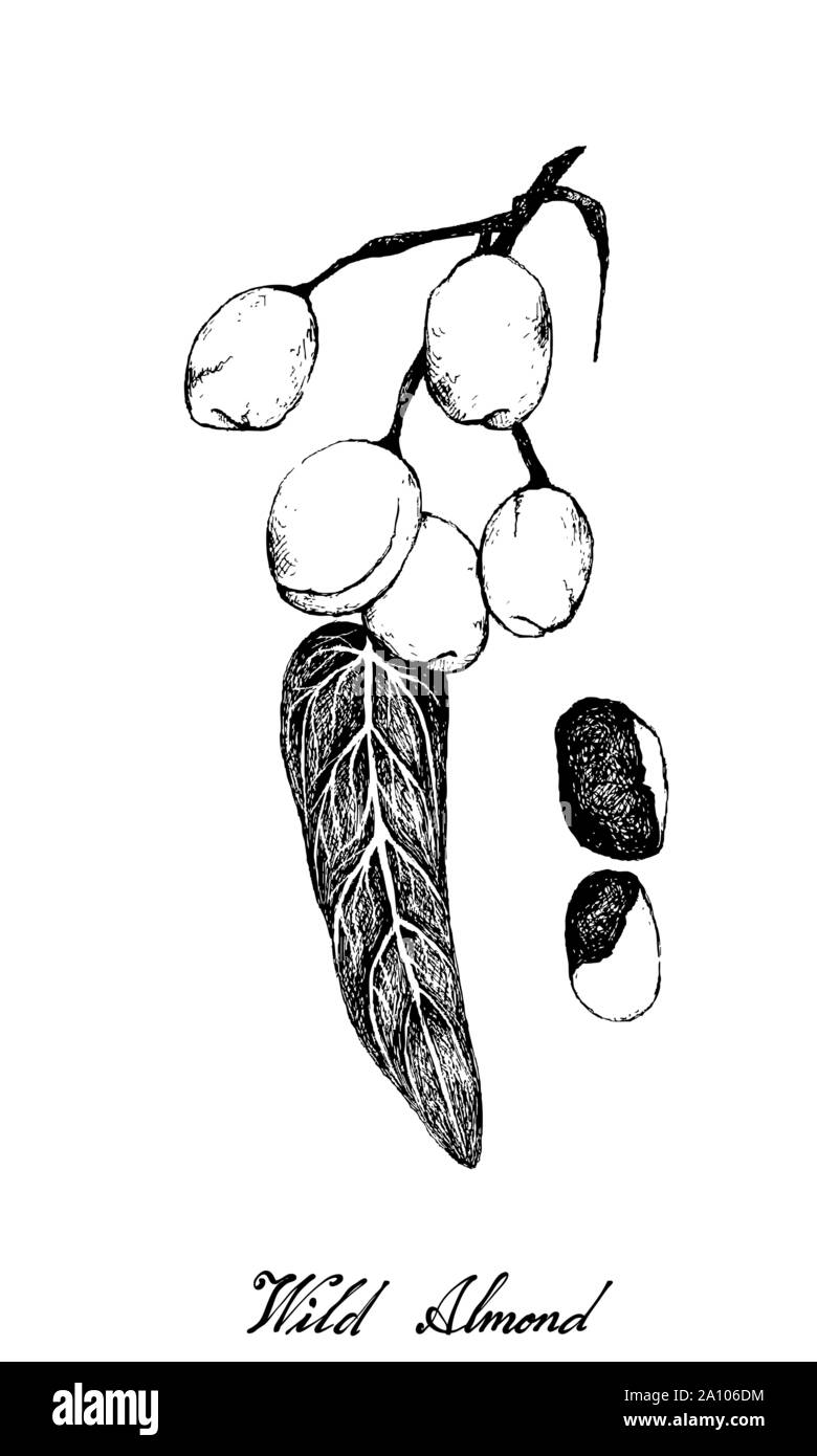 Nut and Bean, Illustration Hand Drawn Sketch of Wild Almond, Barking Deer’s Mango or Irvingia Malayana Fruits on A Tree, Good Source of Dietary Fiber, Stock Vector