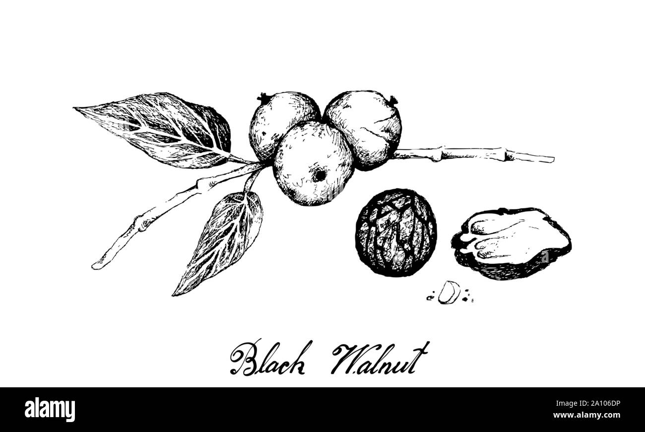 Illustration Hand Drawn Sketch of Black Walnuts or Juglans Nigra on A Tree, A Popular Ingredient to Recipes Like Bakery and Desserts. Stock Vector
