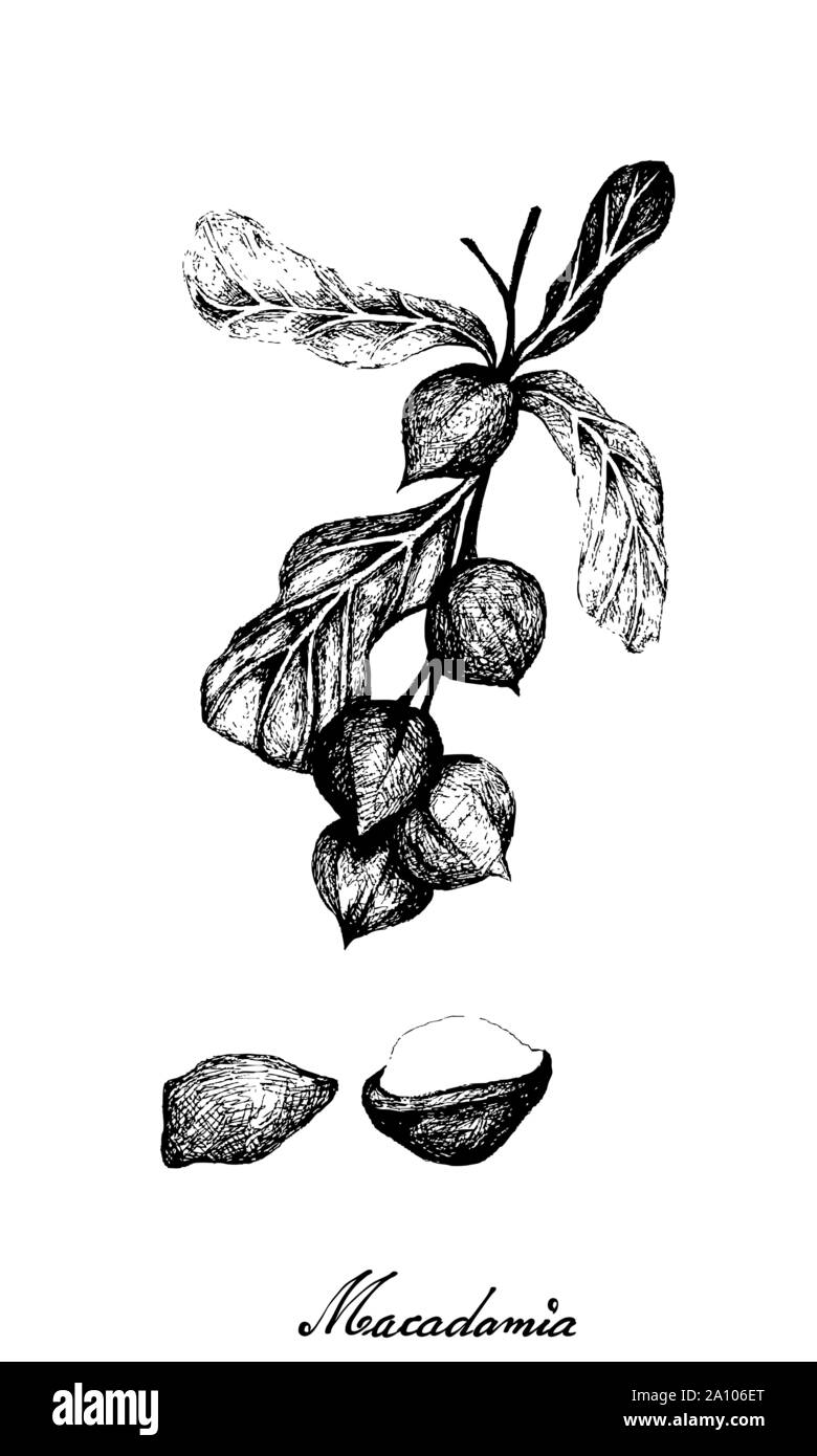 Nut and Bean, Hand Drawn Illustration Sketch of Shelled and Unshelled