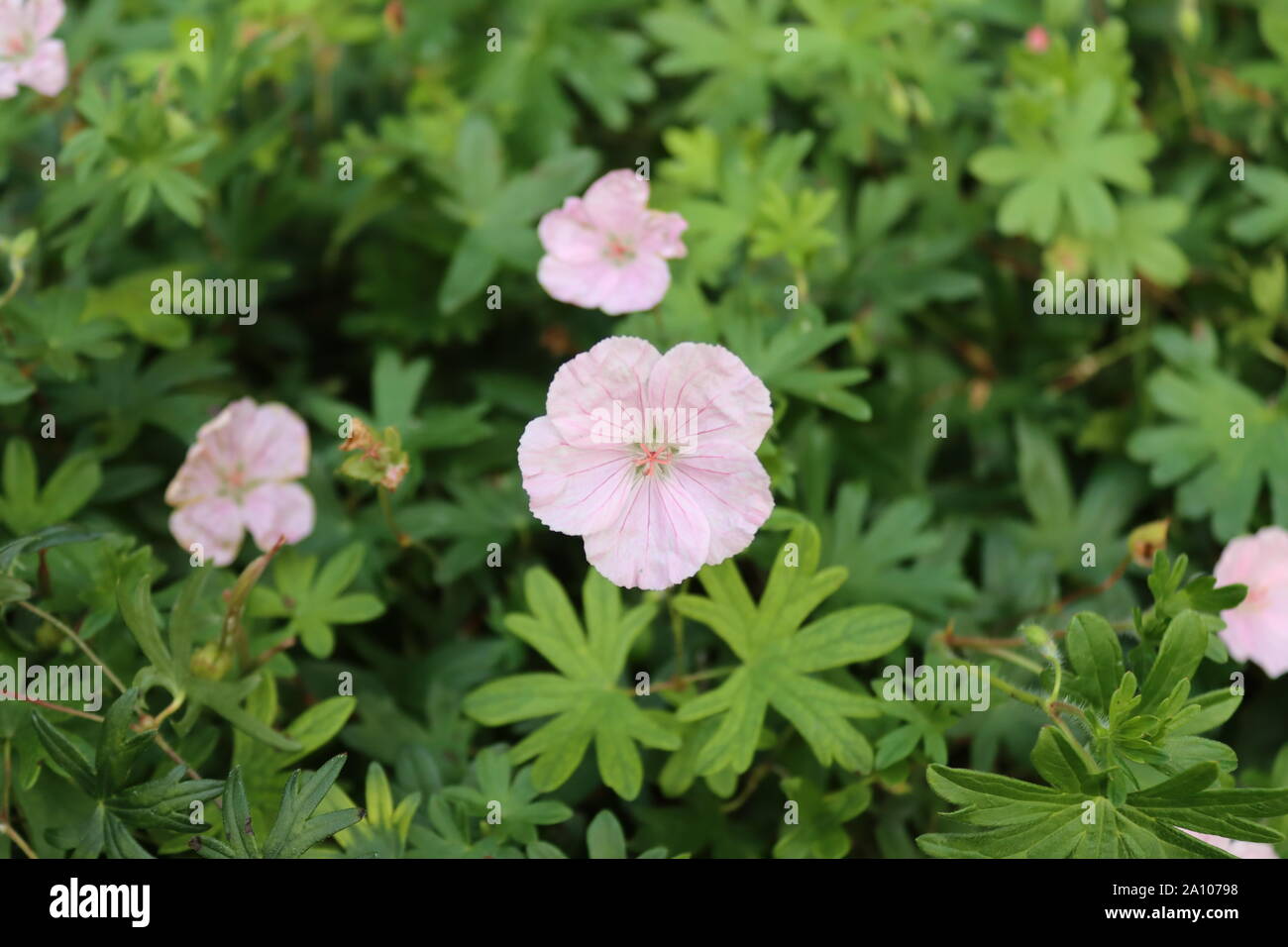 Pink geraniums Stock Photo