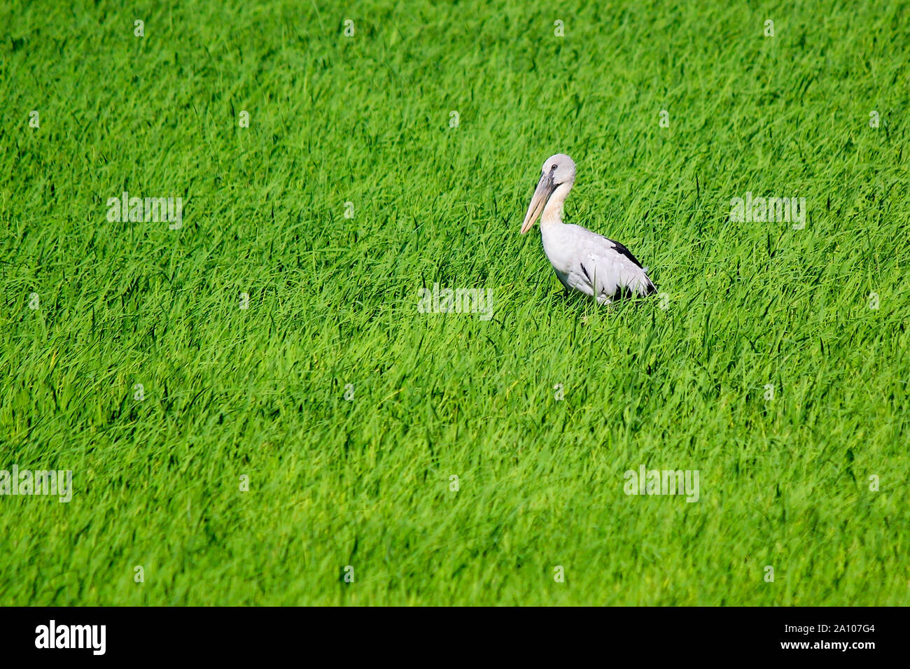 photo of openbill stork in paddy field Stock Photo