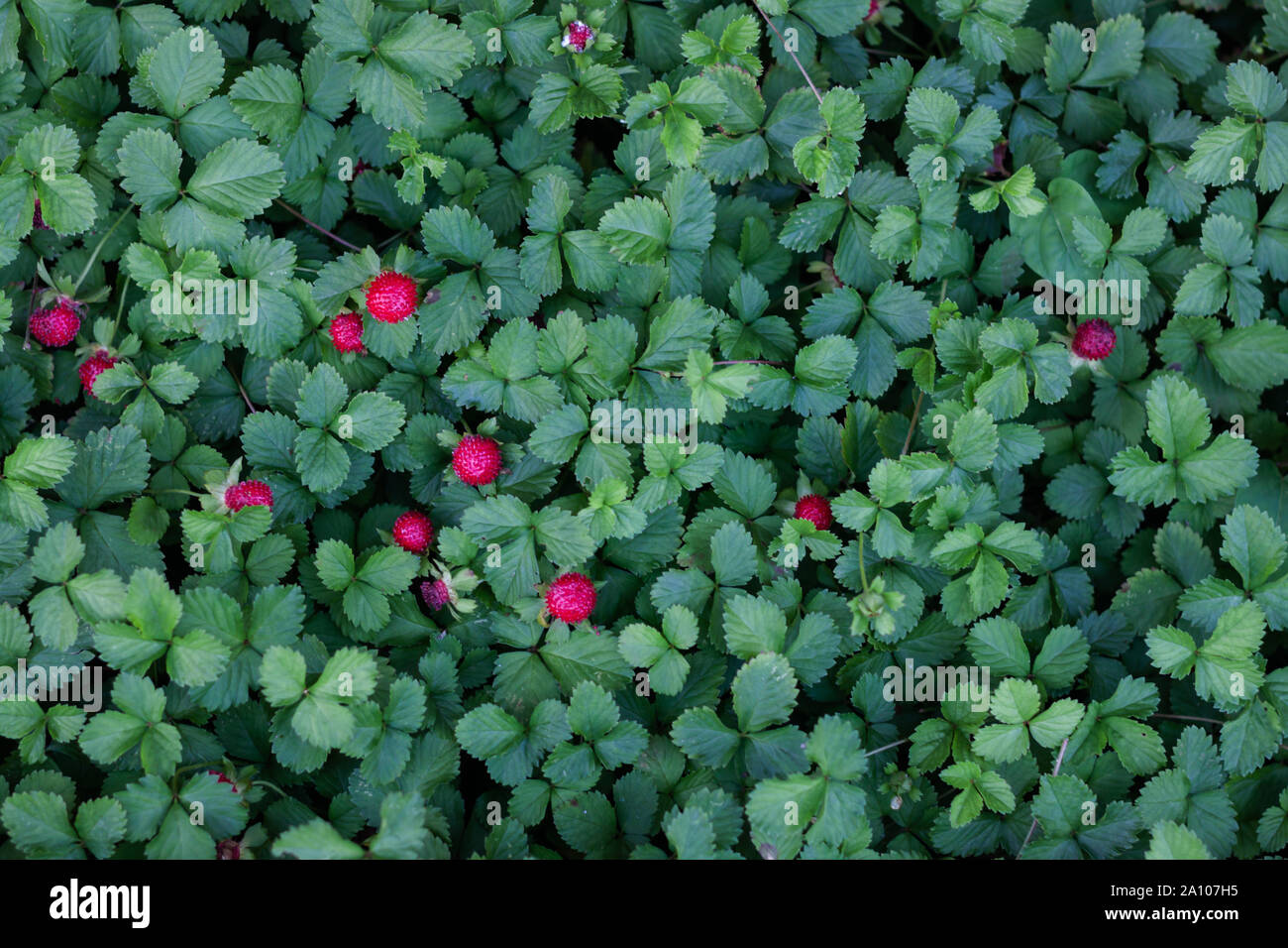 Green leaves background in garden, stock photo Stock Photo - Alamy