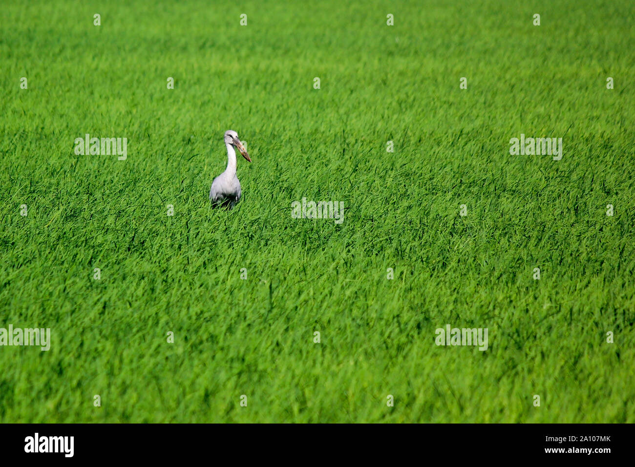 photo of openbill stork in paddy field Stock Photo