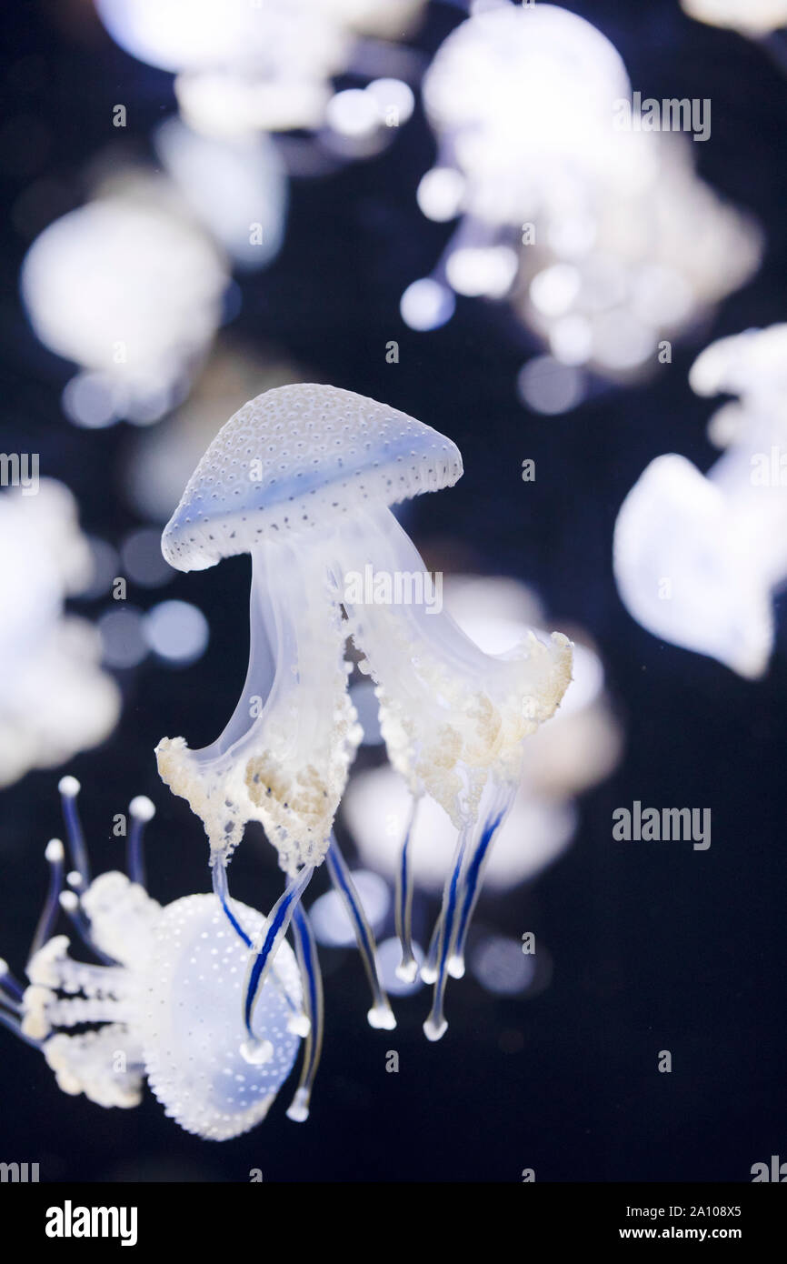 White-spotted jellyfish (Phyllorhiza punctata), also known as floating ...