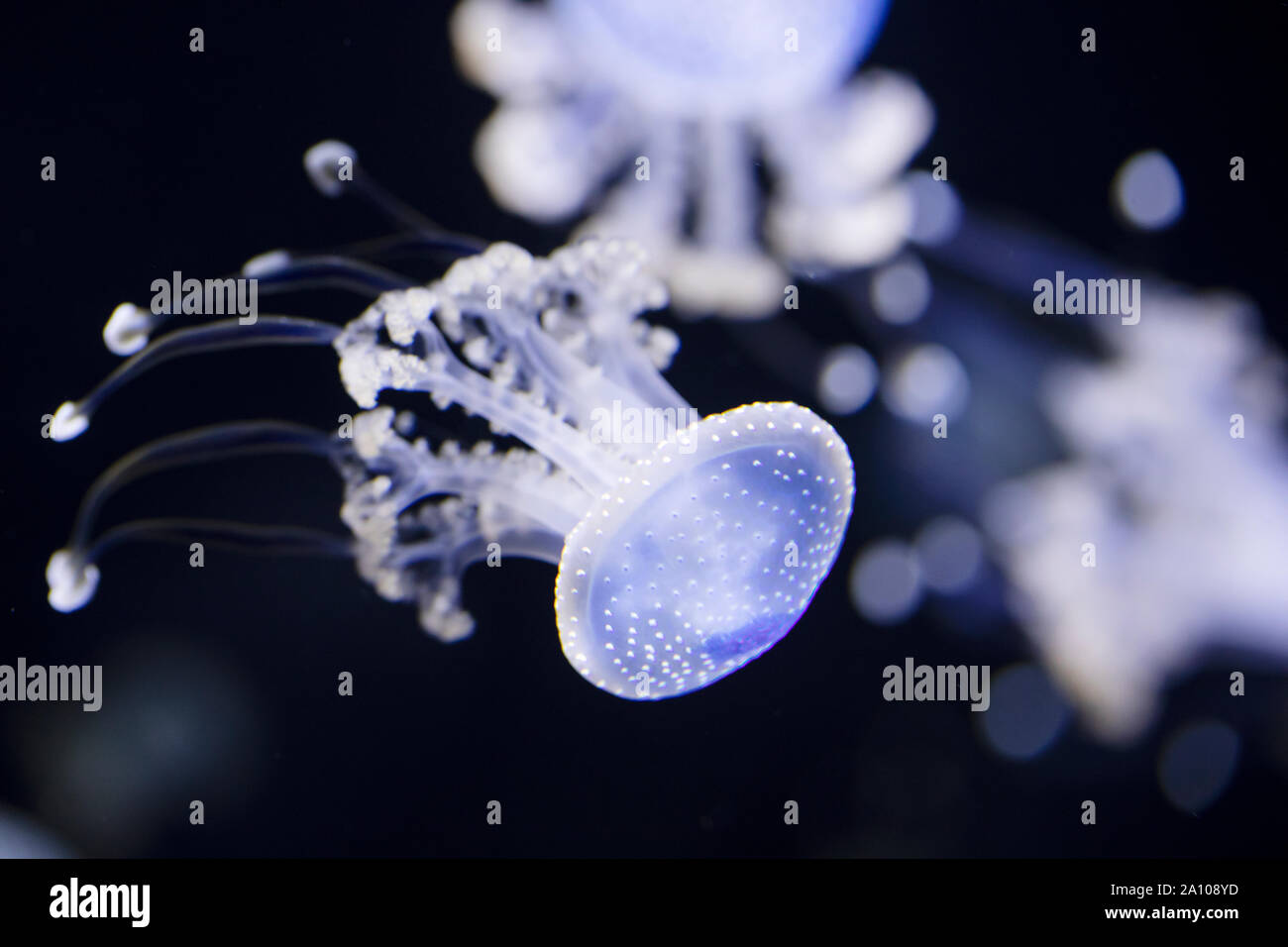 White-spotted jellyfish (Phyllorhiza punctata), also known as floating bell or Australian spotted jellyfish. In some areas it is considered invasive. Stock Photo