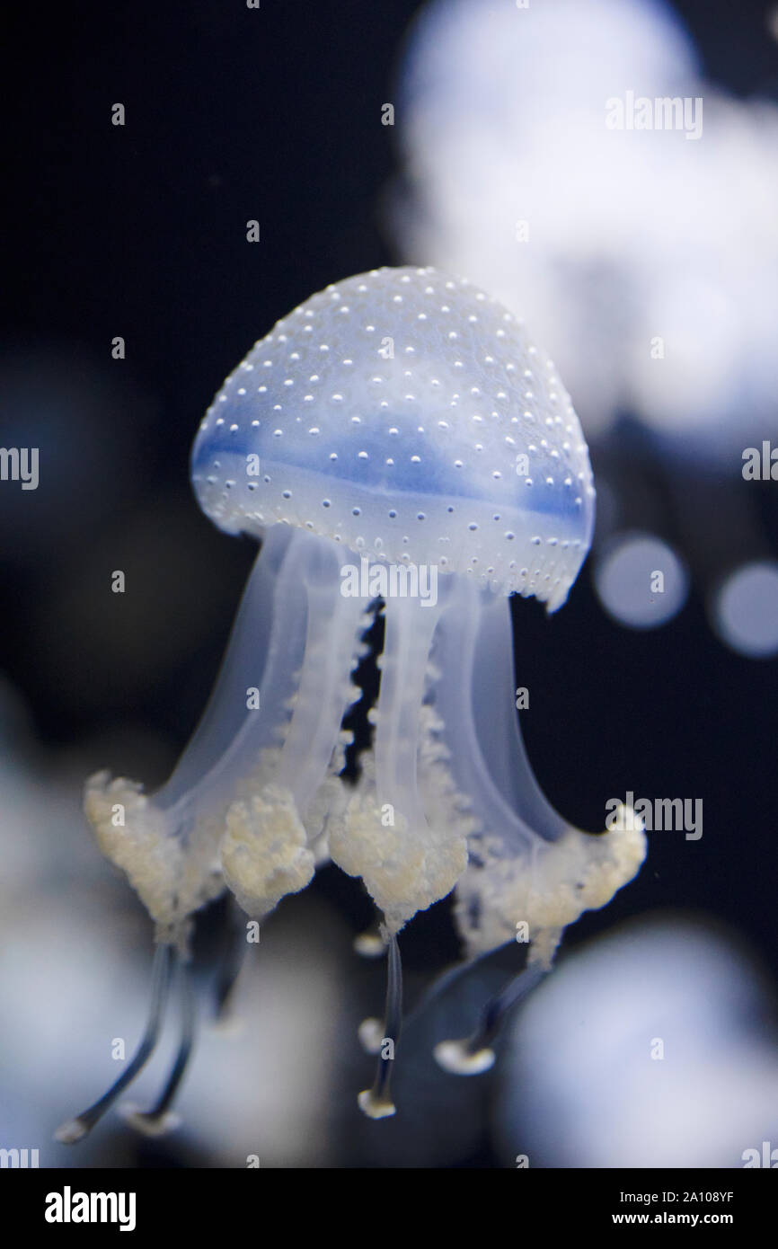 White-spotted jellyfish (Phyllorhiza punctata), also known as floating bell or Australian spotted jellyfish. In some areas it is considered invasive. Stock Photo