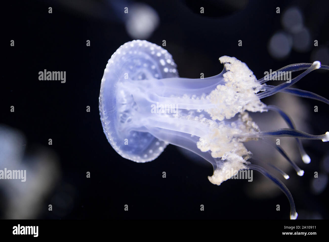 White-spotted jellyfish (Phyllorhiza punctata), also known as floating bell or Australian spotted jellyfish. In some areas it is considered invasive. Stock Photo