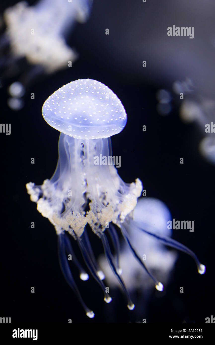 White-spotted jellyfish (Phyllorhiza punctata), also known as floating bell or Australian spotted jellyfish. In some areas it is considered invasive. Stock Photo