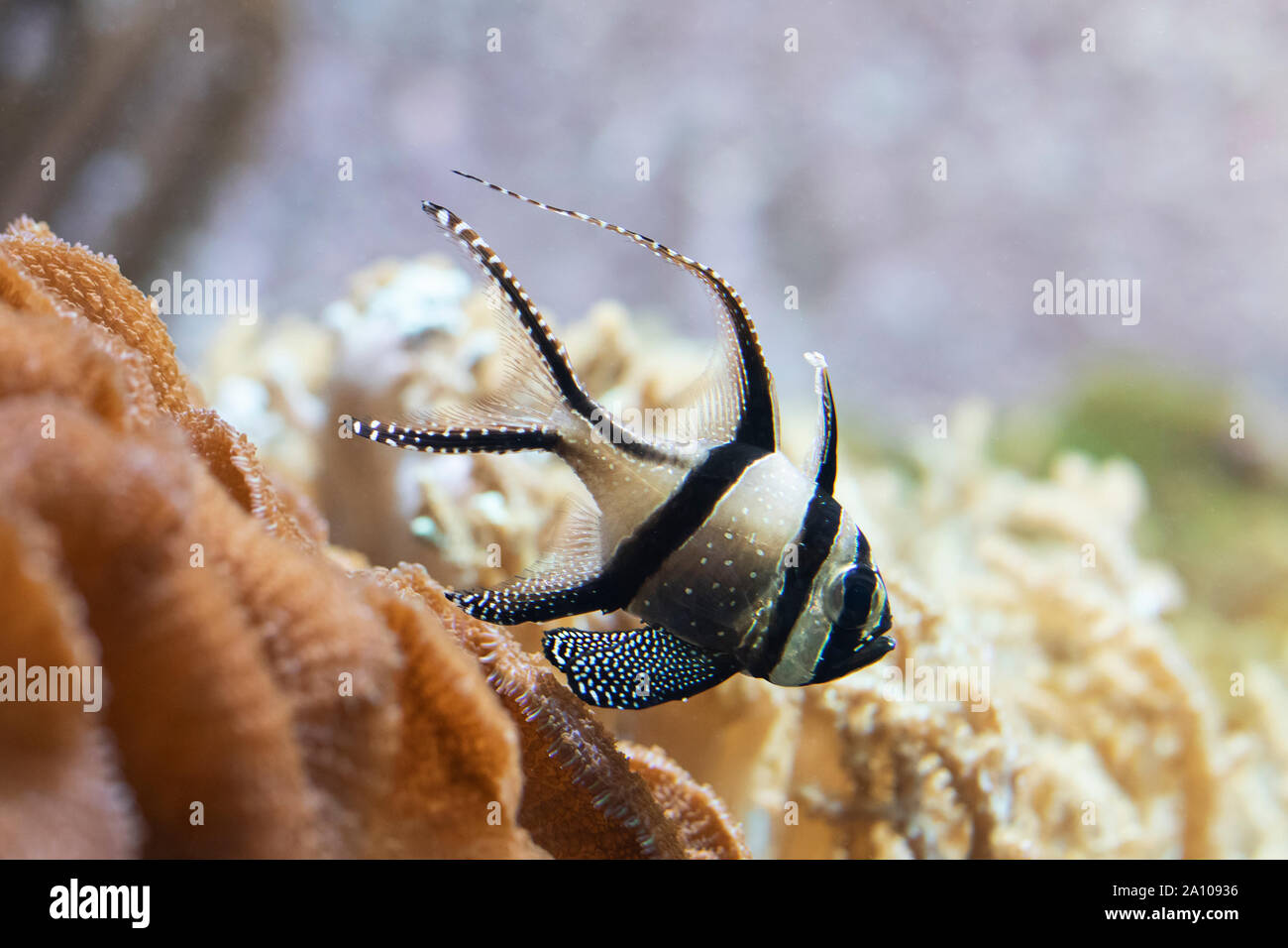 The Banggai cardinalfish (Pterapogon kauderni), a tropical fish native to  Indonesia, is popular in aquariums and is now an endangered species Stock  Photo - Alamy