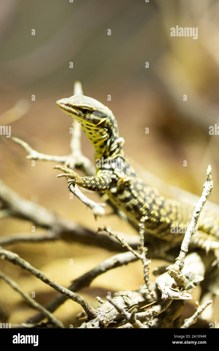 The spiny-tailed monitor lizard (Varanus acanthurus), also known as the ridge-tailed monitor or Ackie's dwarf monitor, native to Australia. Stock Photo