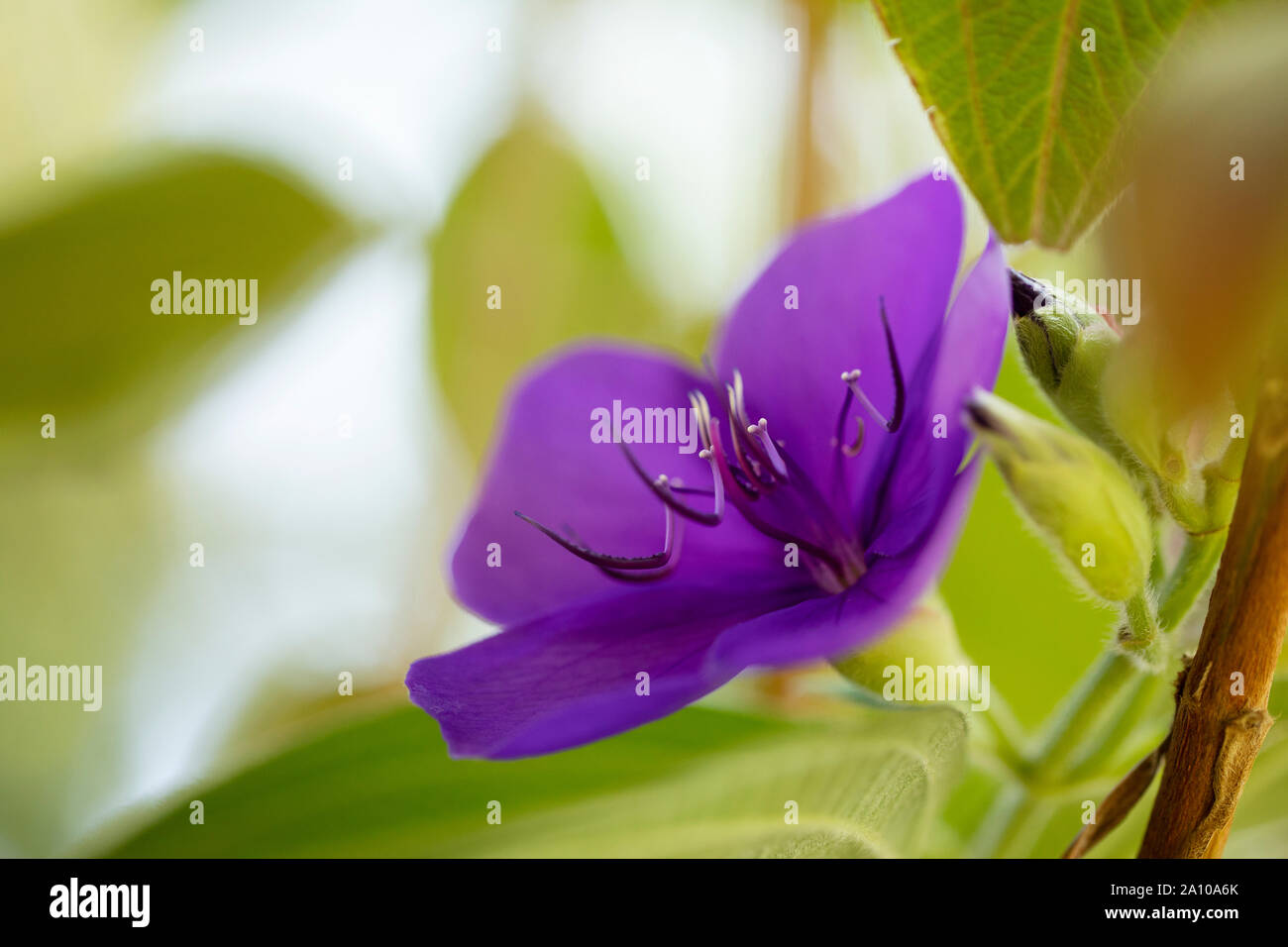 A purple flower on Tibouchina mutabilis, known in Brazil as manacá-da-serra and in Australia as glory bush. Stock Photo