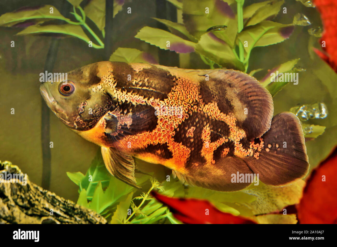 Tiger Oscar fish (Astronotus ocellatus) swimming in an aquarium. These creatures are natural predators native to the Amazon River and are kept as pets. Stock Photo