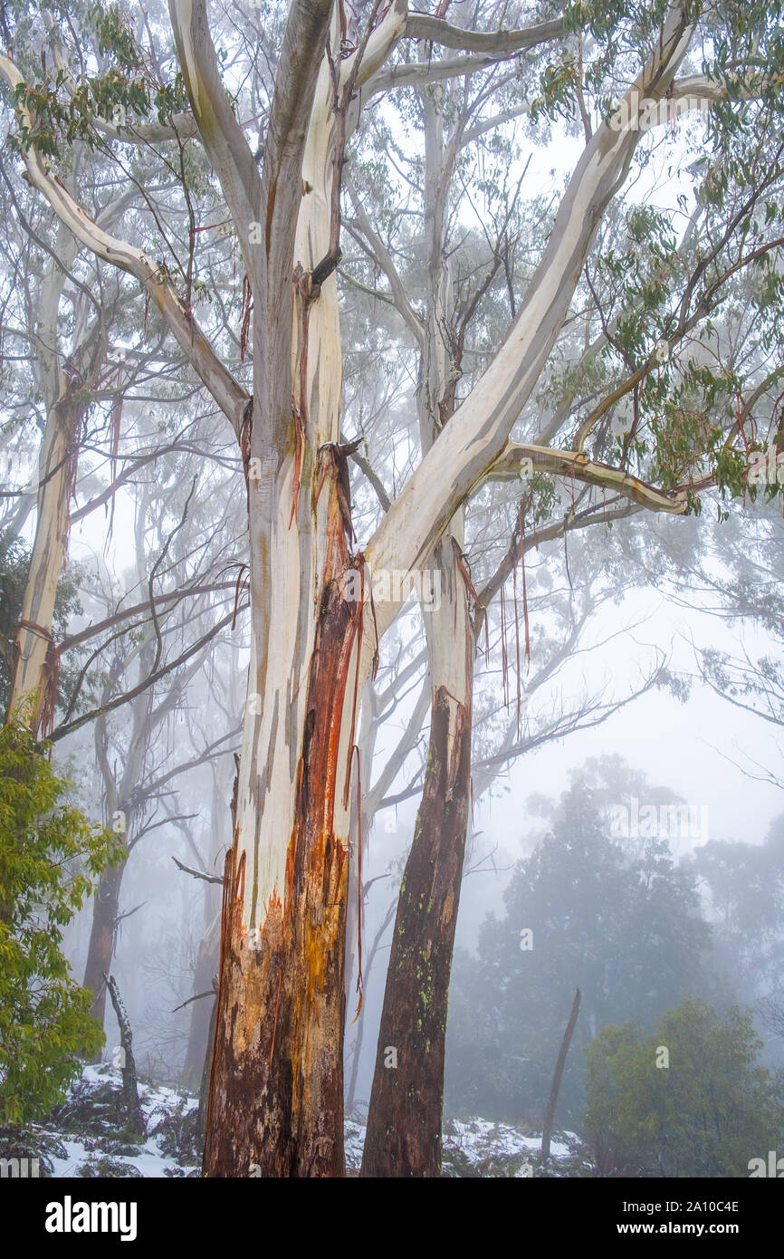 Gum trees shedding bark in snow and foggy weather in Australia Stock